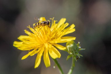 A yellow flower with a bee on it. The flower is the main focus of the image