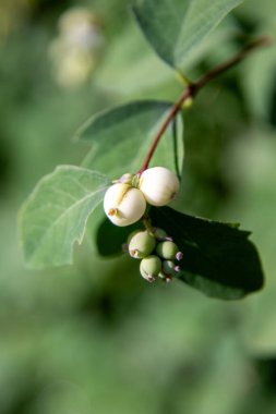 Three white berries are on a leaf. The berries are small and round. The leaf is green and has a few veins