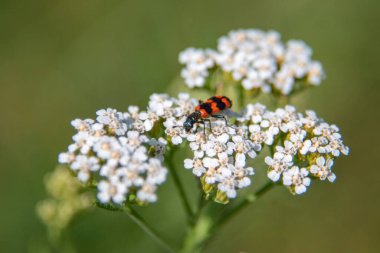 Kırmızı ve siyah bir böcek beyaz bir çiçeğin üzerinde. Böcek diğer çiçeklerle çevrili bir çiçeğin üzerinde.
