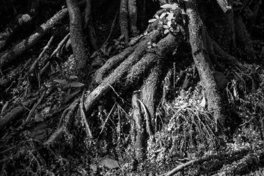 Karanlık ve kasvetli bir atmosferi olan ağaç köklerinin siyah beyaz bir fotoğrafı. Kökler bükülmüş ve bükülmüş. Görüntüye gizem ve entrika hissi veriyor.