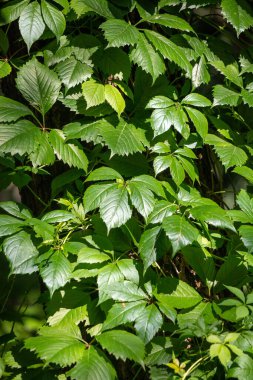 Ağaçta yemyeşil bir sarmaşık yetişiyor, yaprakları her yöne uzanıyor. Yapraklar yeşilin canlı bir tonudur ve asma güneş ışığında gelişir.