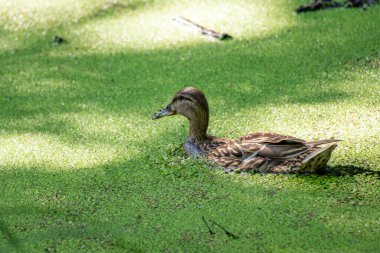Bir ördek yeşil otlarla dolu bir gölde yüzüyor. Ördek su ve otlarla çevrili.