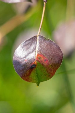 Üzerinde kahverengi leke olan bir yaprak. Yaprak bir dalın üzerinde.