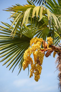 Sarı çiçekli büyük bir ağaç yemyeşil bir alanda duruyor. Ağaç uzundur ve dalları çiçeklerle doludur, canlı ve canlı bir atmosfer yaratır. Alan başka ağaçlarla dolu.