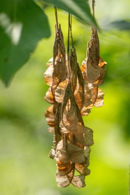 Ağaçtan sarkan kurumuş yapraklar. Yapraklar kahverengi ve hafif bulanık bir dokusu var. Sahne huzurlu ve sakin, yapraklar daldan nazikçe sarkıyor.
