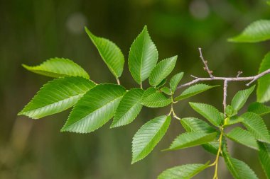 Yeşil yaprakları olan yapraklı bir ağaç dalı. Yapraklar geniş ve yayılmış, yemyeşil ve sağlıklı bir ağaç izlenimi veriyor.