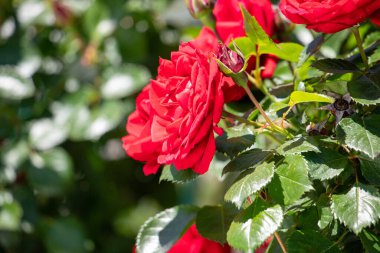 Bahçede açan iki kırmızı gül. Üzerlerinde güneş parıldıyor. Sıcaklık ve güzellik kavramı, güller aşkın ve sevginin sembolü olduğu gibi. Çiçeklerin parlak renkleri