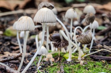 Toprakta bir sürü mantar yetişiyor. Mantarlar beyaz ve yuvarlak şekilli.