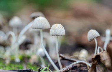 Bir tarlada bir grup mantar yetişiyor. Mantarlar beyaz ve yuvarlak şekilli.