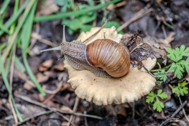 Mantarın üstünde büyük bir salyangoz var. Mantar kahverengidir ve bulanık bir dokusu vardır.