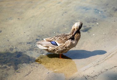 Bir ördek suyun içinde duruyor, gökyüzüne bakıyor. Su bulanık ve ördek kirli görünüyor.