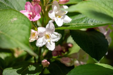 A bunch of white flowers with pink stems. The flowers are in a green leafy plant. The flowers are in full bloom