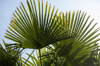 A large palm tree with green leaves. The leaves are spread out and appear to be reaching for the sky. Scene is peaceful and serene, as the palm tree stands tall and proud in the open space