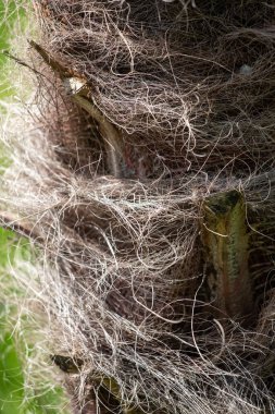 Üzerinde bir sürü saç olan bir ağaç. Saçları kahverengi ve tüylü. Ağaç bir tarlada.