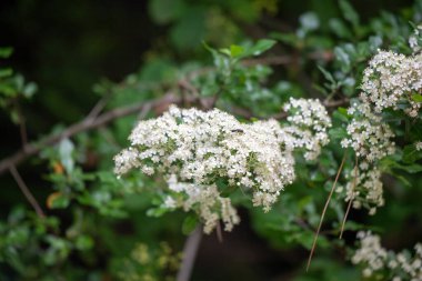 Yeşil saplı beyaz bir çiçek. Çiçek yeşil yapraklarla çevrilidir.