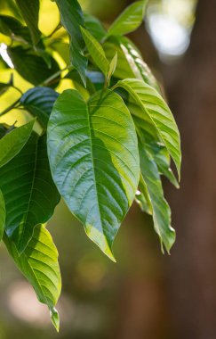 Green leaves against the blue sky under the sun. Summer forest landscape.