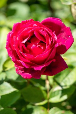 A red rose is the main focus of the image, with its stem and leaves surrounding it. The rose is the center of attention and the rest of the image is focused on it. Concept of beauty and elegance