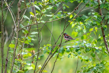 Bir kuş yemyeşil bir ormandaki bir ağaç dalına tünemiştir. Kuş küçük ve kahverengidir, kanatlarında siyah ve beyaz desenleri vardır. Huzurlu ve huzurlu bir sahne.