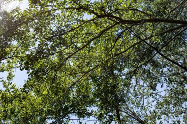 Gökyüzü mavi ve ağaçlar yeşil. Yapraklar dolu ve dallar yapraklarla dolu.