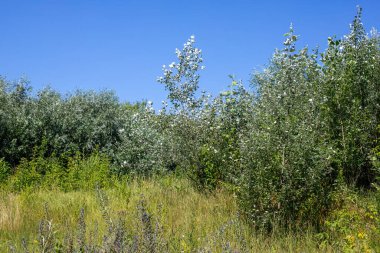 Arka planda birkaç ağaç olan bir çim tarlası. Gökyüzü mavi ve berrak