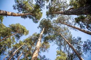 Ağaçların gökyüzüne ulaştığı bir orman. Gökyüzü mavi ve berrak. Ağaçlar uzun ve yeşil.