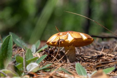 Bir tarlada yerde bir mantar oturuyor. Mantar kahverengidir ve sivri bir üstü vardır. Tarla yeşil ve biraz ot ve ot var.
