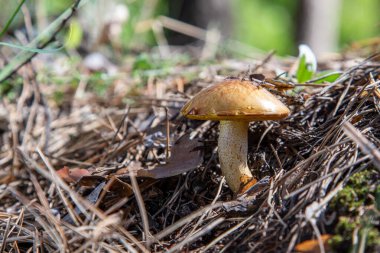Yaprakların ve çimenlerin üzerinde bir mantar oturuyor. Mantar kahverengi ve sivri uçlu.