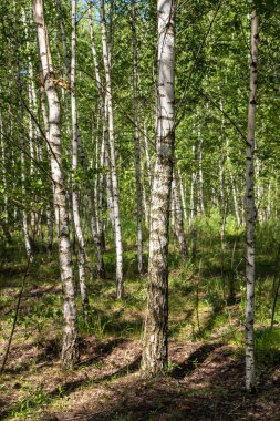 Parlak güneşli bir günde huş ağaçlarından bir orman. Ağaçlar uzun ve yeşil ve güneş ışığı yaprakların arasından parlıyor. Ağaçlar sükunet hissi verdiği için manzara huzurlu ve huzurlu.