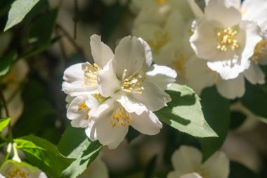 Bir sürü beyaz çiçeği olan büyük bir ağaç tam çiçeklenmiştir. Ağaç bir çitle çevrilidir ve güneşli bir bölgede yer almaktadır. Çiçekler açmanın çeşitli aşamalarında, bazıları tamamen açık.