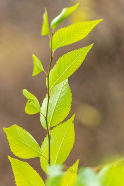 Üzerinde yapraklar olan ince yeşil bir dal. Yapraklar canlı ve sağlıklıdır, dala canlı bir görünüm verir. Dal ince ve narin, her yaprak arka planda duruyor.