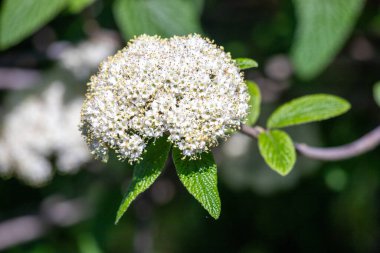 Üzerinde arı olan beyaz bir çiçek. Çiçek yeşil yapraklarla çevrilidir. Arı çiçeğin üzerinde geziniyor, muhtemelen nektar topluyor. Doğa ve sakinleri arasındaki uyum kavramı