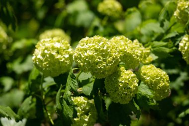 Yeşil yapraklı bir demet sarı çiçek. Çiçekler küçük ve kümelenmiş.