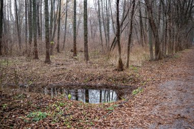Küçük bir gölet ağaçlar ve yapraklarla çevrilidir. Su durgun ve sakin. Huzurlu ve huzurlu bir sahne.