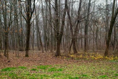 Ağaçları ve yerde yaprakları olan bir orman. Yapraklar kahverengi ve gökyüzü bulutlu.