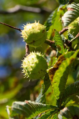 Üzerinde çivi olan iki fındık ağaca asılmış. Fındıklar yeşil ve olgunlaşmamış gibi görünüyor.