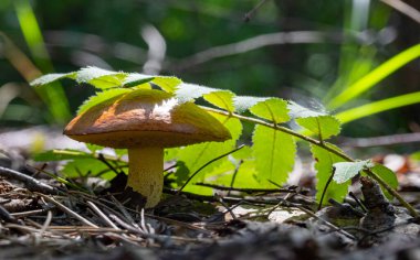 Bir mantar yerde bazı yaprakların yanında oturuyor. Mantar kahverengidir ve sivri bir üstü vardır. Yapraklar yeşil ve mantarın etrafına saçılmış. Huzurlu ve huzurlu bir sahne.