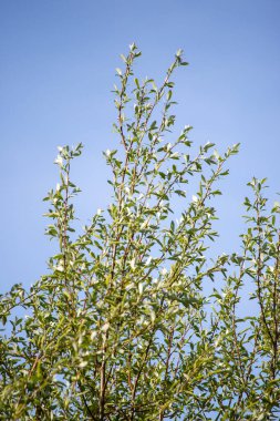 Bright green spring blooming nature of flowers and trees.