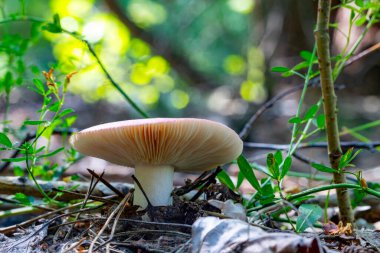 Bir ormanda yerde bir mantar oturuyor. Mantar pembedir ve beyaz bir sapı vardır. Orman yemyeşil ve yemyeşil, bir sürü ağaç ve bitki var. Huzur ve doğal güzellik kavramı