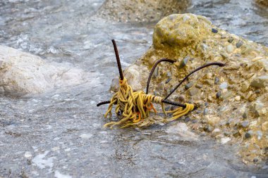Bir ip parçası sudaki bir kayaya dolanmış. İp bükülmüş ve düğümlenmiş ve biraz kirli. Sahnenin esrarengiz bir havası var, halat dolanmış gibi görünüyor.