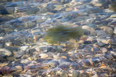 Suda bir kaya yüzüyor. Su berrak ve kaya yeşil.