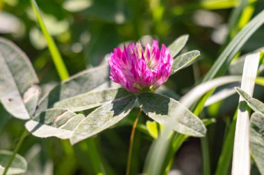 Küçük pembe bir çiçek yeşil bir tarlanın ön planındadır. Çiçek çimen ve yapraklarla çevrilidir ve resimdeki tek görünür nesnedir.