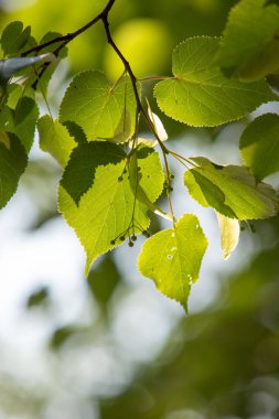 Yapraklı bir ağaç dalı güneş ışığında gösterilir. Yapraklar yeşil ve güneş ışığı üzerlerinde parlıyor. Güzel ve huzurlu bir manzara yaratıyor.