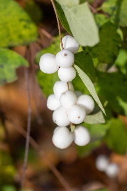 Ağaçtan sarkan beyaz böğürtlenler. Böğürtlenler küçük ve yuvarlaktır ve bir araya toplanmışlardır. Ağaçtan sarkan böğürtlenler gibi huzurlu ve huzurlu bir görüntüye sahip.