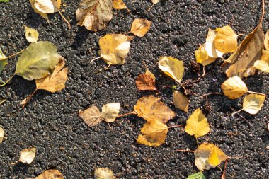 Üzerine yapraklar saçılmış siyah bir asfalt. Yapraklar sarı ve kahverengidir. Asfalt ıslak.