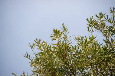 Arkasında yeşil yapraklar ve mavi bir gökyüzü olan bir ağaç. Yapraklar kuru ve kahverengidir. Ağaca bilgelik ve yaş duygusu verir.