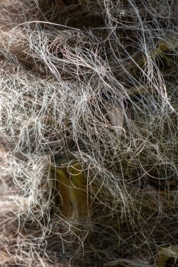 Görüntü karışık bir saç yığını, birkaç saç teli görünür. Saç kuru ve dağınık görünüyor, ihmal edilmiş ya da terk edilmiş bir nesne izlenimi veriyor.