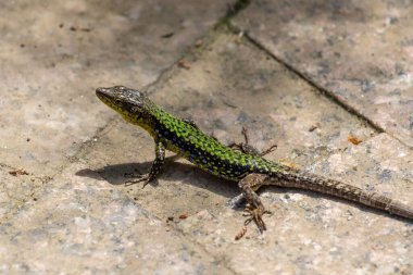 Yerde yeşil ve siyah bir kertenkele var. Kertenkele küçük ve siyah ve sarı desenli.