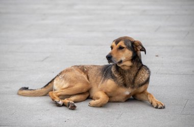 Kahverengi ve siyah bir köpek yerde yatıyor. Köpek dinleniyor ve rahatladı.