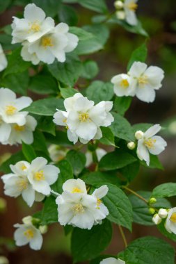 Sarı merkezli bir demet beyaz çiçek. Çiçekler bir bahçede ve yeşil yapraklarla çevrili.