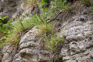 Yeşil otlar ve otlarla kaplı bir kaya. Kaya çeşitli bitkilerle kaplıdır, bazıları diğerlerinden daha uzundur.